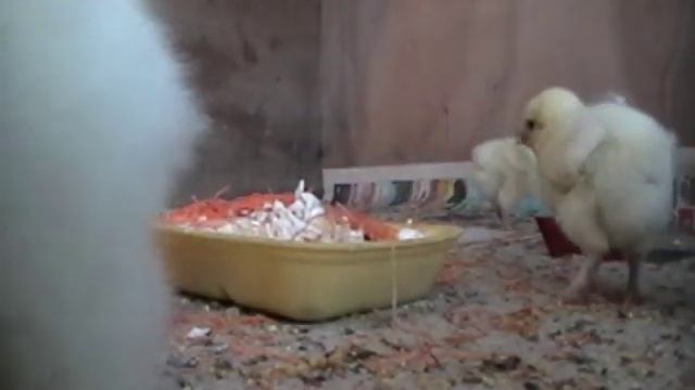 Цыплята: Кохинхин карликовый, Первомайские, Брама 4 смотреть онлайн