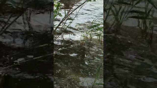 17 мая 2020 г - река Аксай - на рыбалке... смотреть онлайн