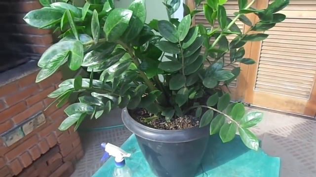 Nunca mais plante zamilculca sem ver esse vídeo смотреть онлайн