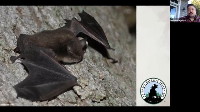 (Not So) Scary Backyard Wildlife смотреть онлайн