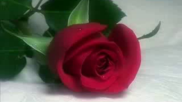 Attilio Fontana "dove osano le rose" смотреть онлайн