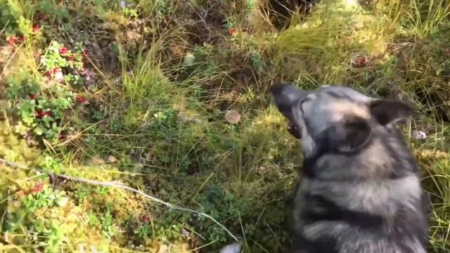 Брусничник / Забытое толокно смотреть онлайн