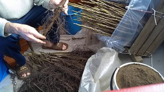 подготовка, подгонка подвоев грецкого ореха для зимней прививки смотреть онлайн