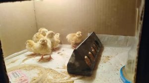 Милым Перепелятам вторые сутки. разведение перепелов. кормление перепелов.