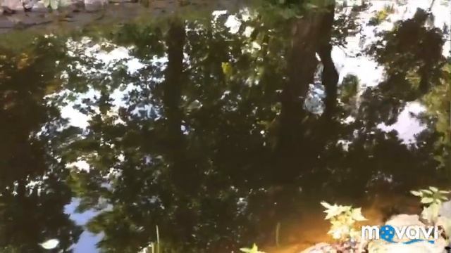 Жаба или лягушка ? Красивые белые лилии кувшинки смотреть онлайн