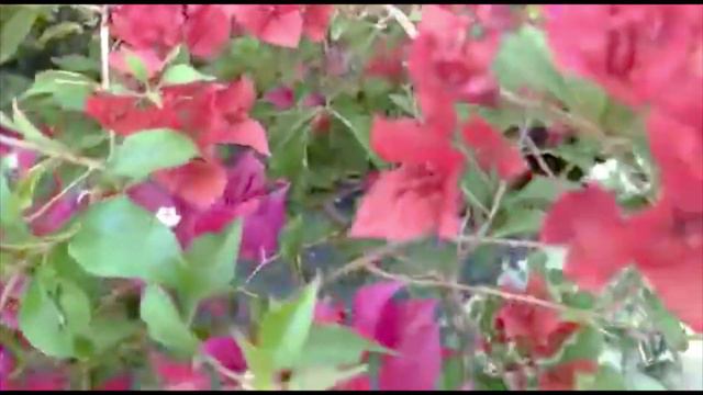 Multi color Bougainvillea in one pot | Bougainvillea multi colored смотреть онлайн