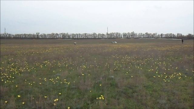 Наши любимые тюльпаны. смотреть онлайн