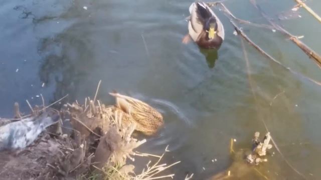 Ныряющая утка) смотреть онлайн