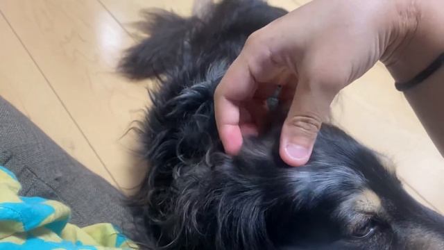 [POV]ママ目線からみる子供たちとのまったりタイム смотреть онлайн
