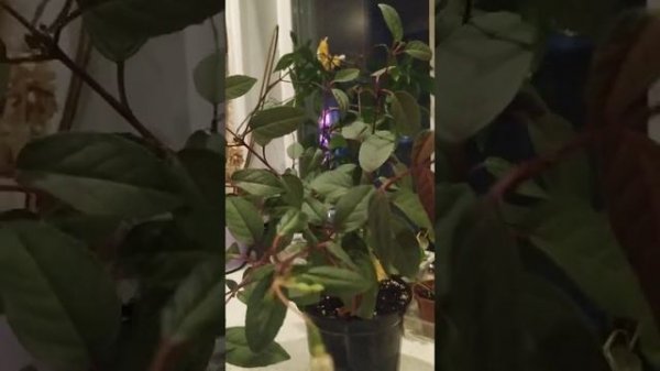 фуксия Maxima завараживает