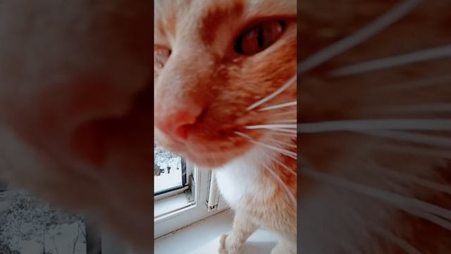VID_20230323_151253.mp4 смотреть онлайн