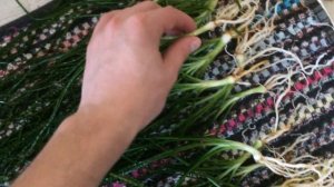 Кринум волнистый курчавый (Crinum calamistratum)