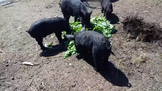 Трава-поросятам!!/прополка с двойной пользой!/#ДеревенскоеСело смотреть онлайн