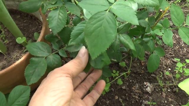 А вот и фокус-покус! смотреть онлайн