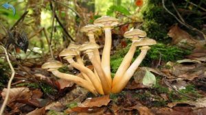 Грибы. Учим грибы. Малыш учит. Играем вместе. Игрушки и игры с детьми.