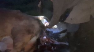 Роды у коровы.Двойня.A cow gives birth. Twins