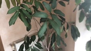 Лонган в комнатных условиях, новые побеги Март 2018 год