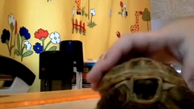 Уход за среднеазиатской земной черепахой смотреть онлайн