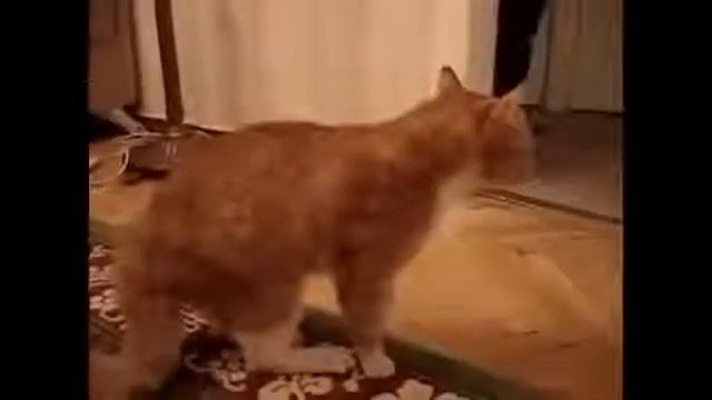 Кот орет SD) смотреть онлайн