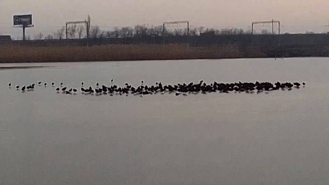 #энем много #утки на #озере 16 01 2023 смотреть онлайн