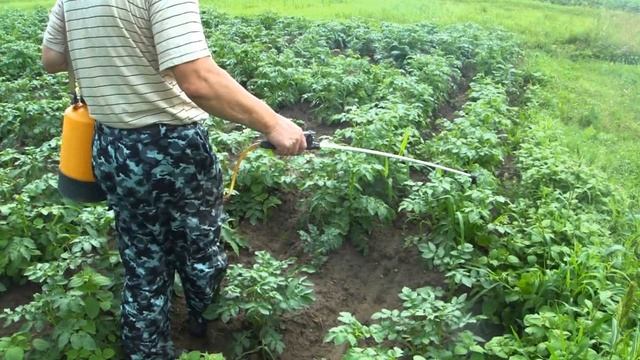 Как бороться с колорадским жуком народными средствами смотреть онлайн