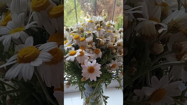 стихотворение про ромашки смотреть онлайн