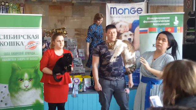 Выставка кошек 24.02.2019г. продолжение смотреть онлайн