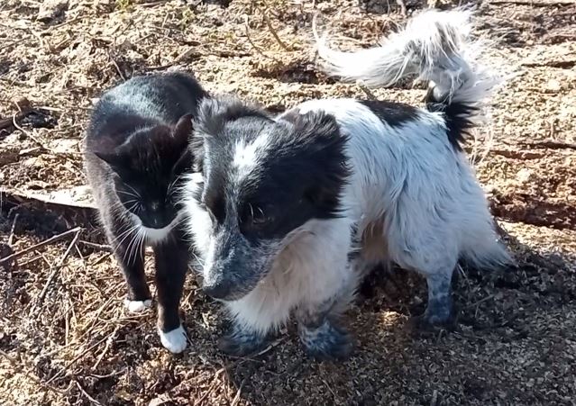 Кошечки собачки! А говорят, что кошки не любят собак! смотреть онлайн
