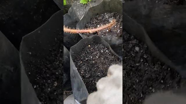 Посадка саженцев малины Primalba смотреть онлайн