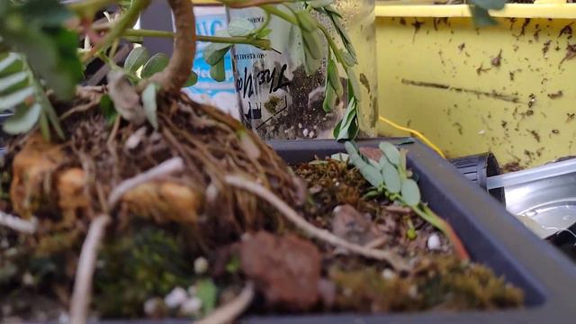 Mimosa bonsai pruning смотреть онлайн