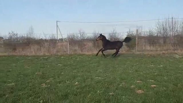 Продан ⛔️Тракененский жеребец 2021 г.р. масть гнедая смотреть онлайн