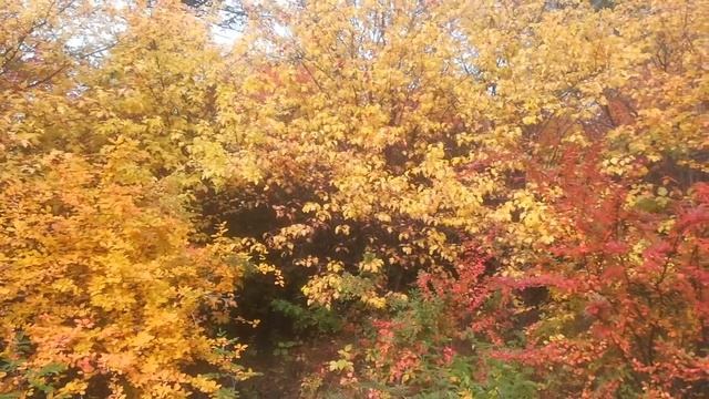 Осень в Красноярске смотреть онлайн