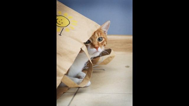 Кошачьи картинки с компьютера !!! смотреть онлайн