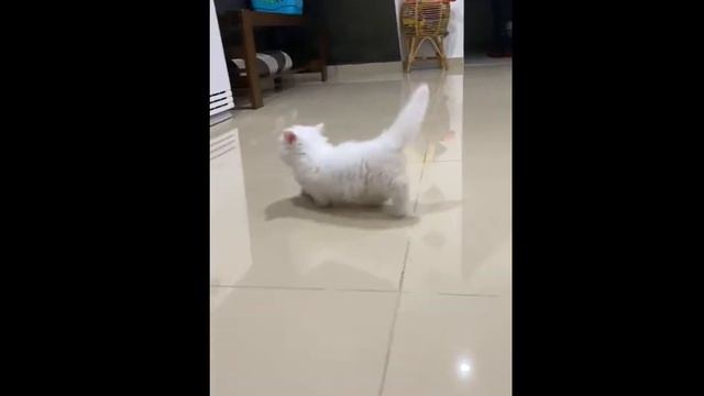 Munchkin Cat solid white смотреть онлайн