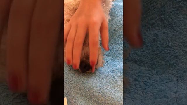 Чистим зубки собачке! смотреть онлайн
