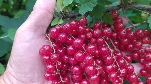 Красная смородина Натали