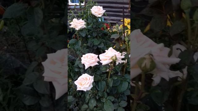 Просто очень красивые цветы! смотреть онлайн
