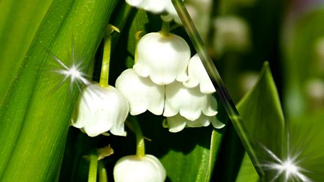 Ландыши ( память о весне ) смотреть онлайн
