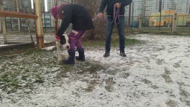 Собака встречает хозяина | Помесь Питбуля и Стаффорда | метис Питбуля смотреть онлайн