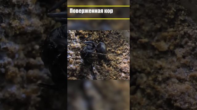 На что способна одна королева муравьев смотреть онлайн