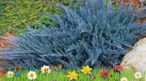 Можжевельник горизонтальный Блю Чип ? Посадка. саженцы, крупномеры можжевельника: особенности сорта