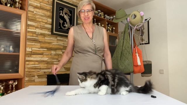 Сибирский котёнок Мастер, 4 мес. смотреть онлайн