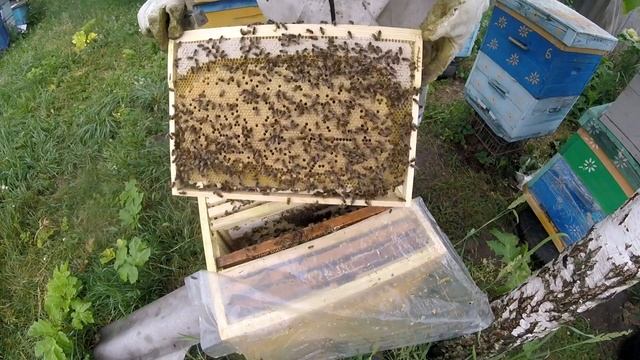 Подсадка плодных маток карника и бакфаст. смотреть онлайн