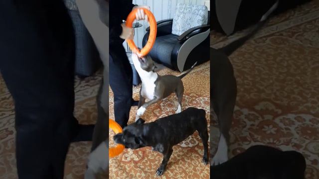 Амстафф и Стаффбуль вцепились не на шутку😱 #стаффорд #питбуль #amstaffblue #amstaff смотреть онлайн