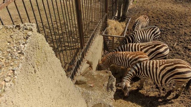 Tbilisi Zoo смотреть онлайн