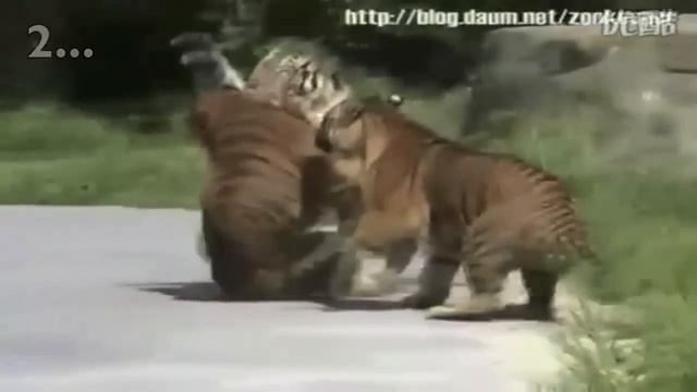 Siberian tiger vs. Bengal tiger - Fighting techniques смотреть онлайн