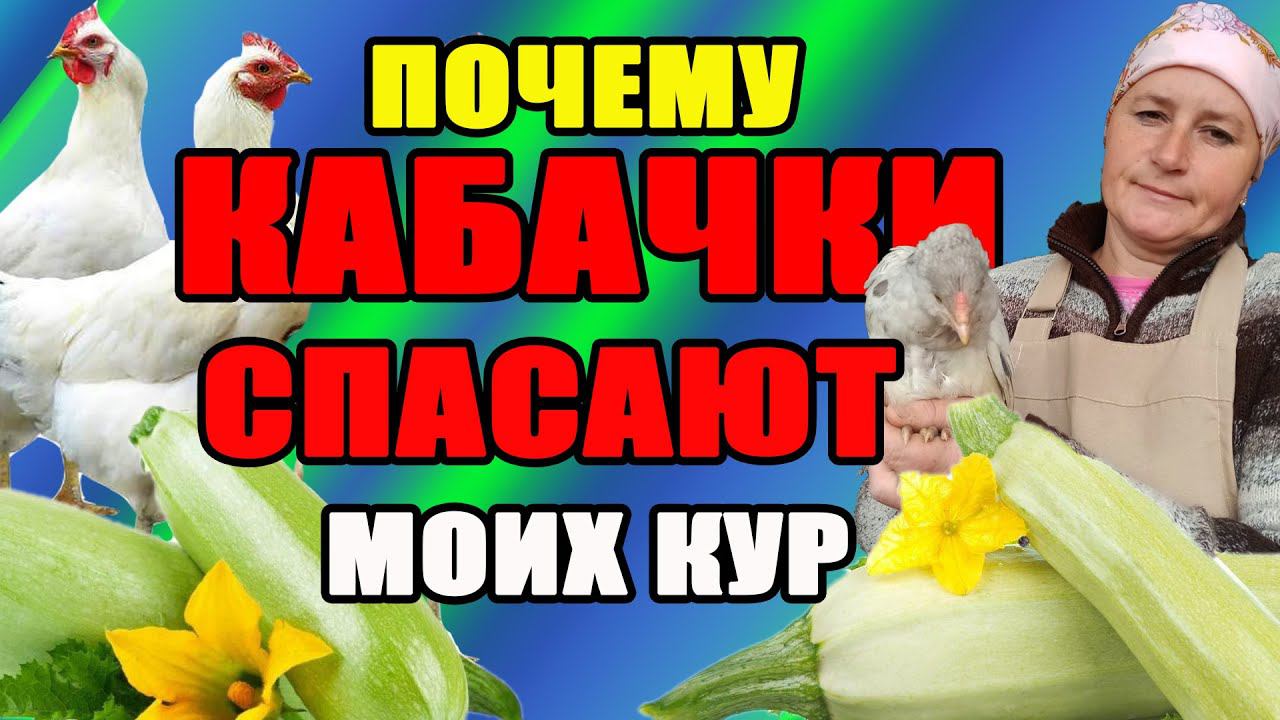 Как КАБАЧКИ СПАСАЮТ моих кур в жару. смотреть онлайн