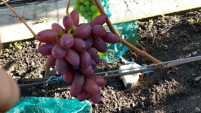 Каприз-ранний,очень красивый виноград смотреть онлайн
