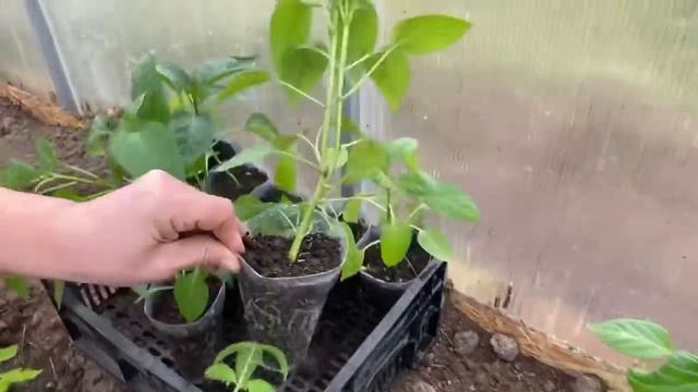 Смешанная посадка в теплице. Ответы на вопросы смотреть онлайн