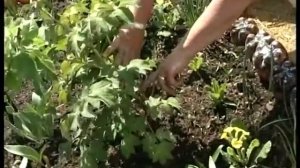 Древовидный пион зимует и цветет в Сибири.